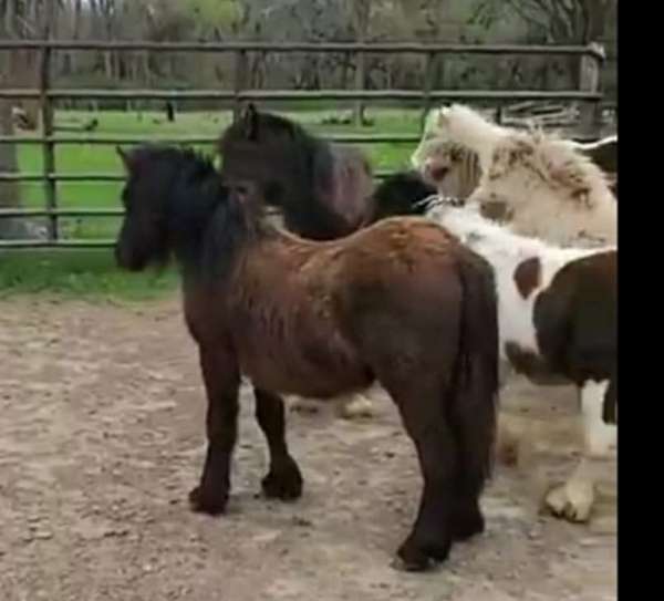 gypsy-horse-filly