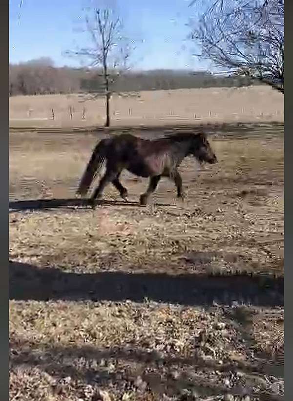 all-around-gypsy-vanner-horse