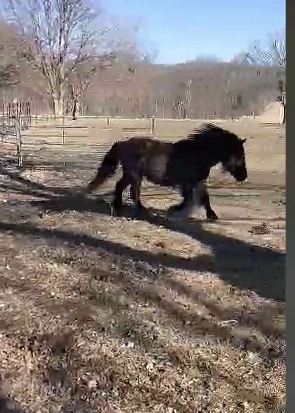 black-gypsy-vanner-horse