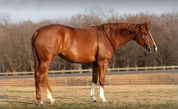 athletic-quarter-horse