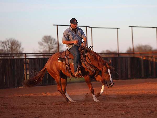 flashy-quarter-horse