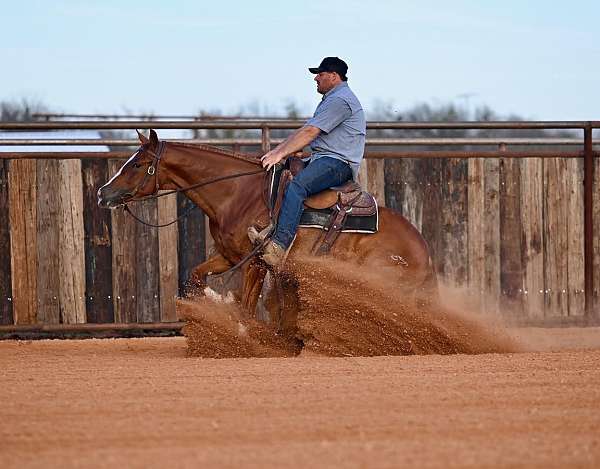 husband-safe-quarter-horse