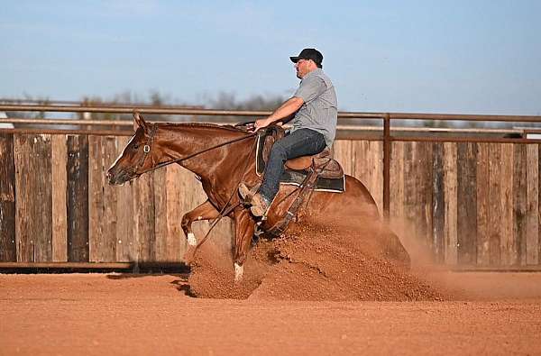 performance-quarter-horse