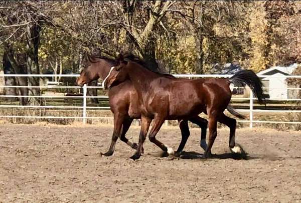 amaar-al-rayyan-horse