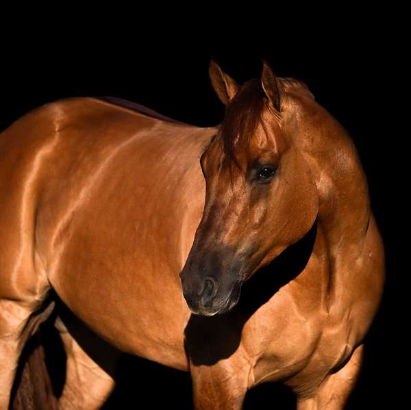 athletic-quarter-horse