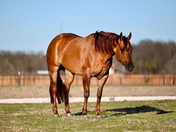 calf-roping-quarter-horse