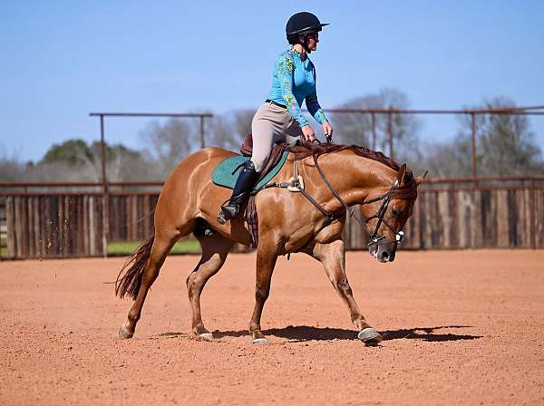 husband-safe-quarter-horse