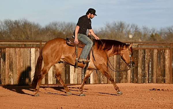 ranch-work-quarter-horse