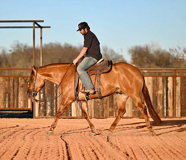 reining-quarter-horse