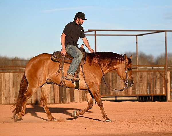 roping-quarter-horse