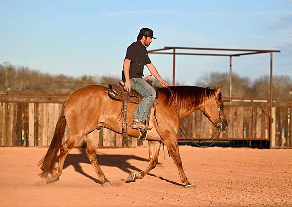 show-quarter-horse