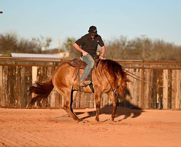 trail-riding-quarter-horse