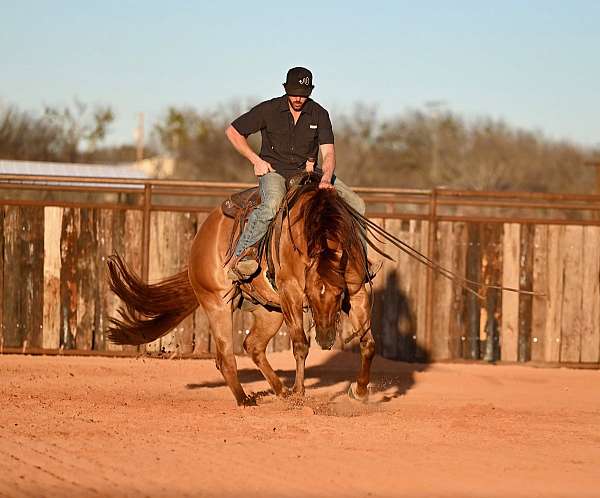 western-riding-quarter-horse