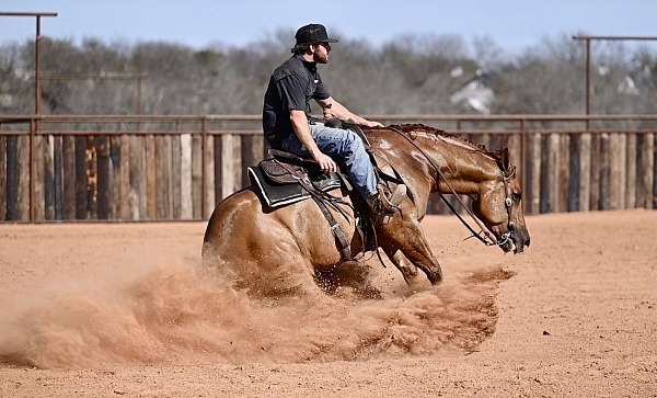 working-cow-quarter-horse