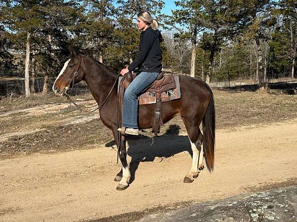 flashy-missouri-fox-trotter-horse