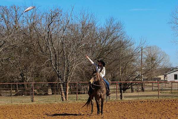 flashy-quarter-horse