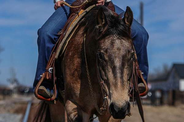 parade-quarter-horse