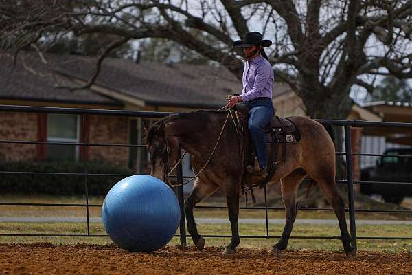 ranch-versatility-quarter-horse