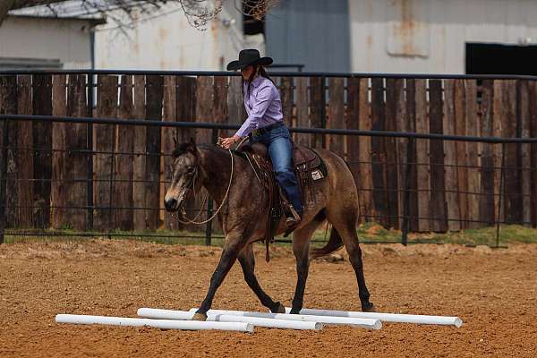 ridden-english-quarter-horse