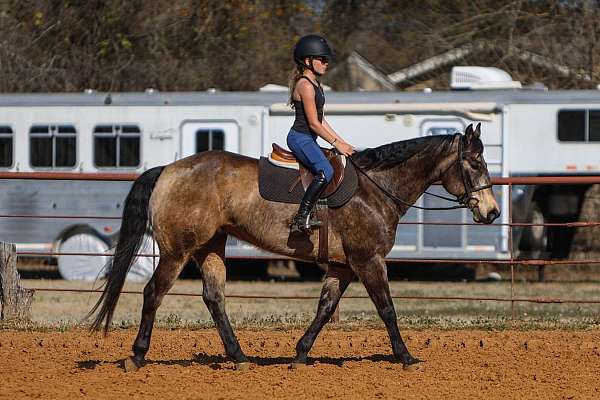 show-quarter-horse