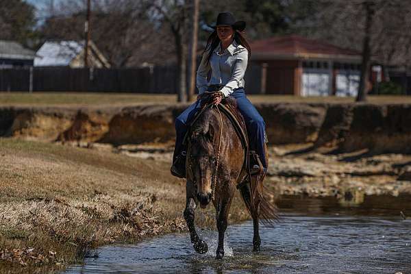 buckskin-quarter-horse-mare