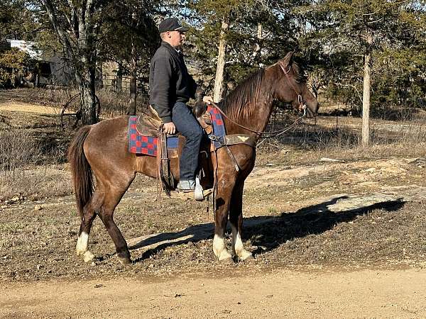 flashy-missouri-fox-trotter-horse