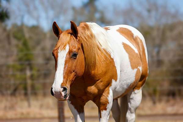 calf-roping-paint-horse