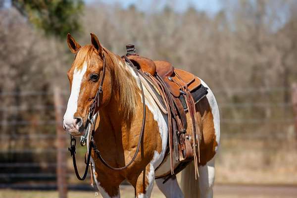 ranch-versatility-paint-horse