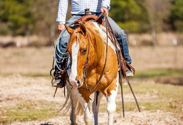 ranch-work-paint-horse