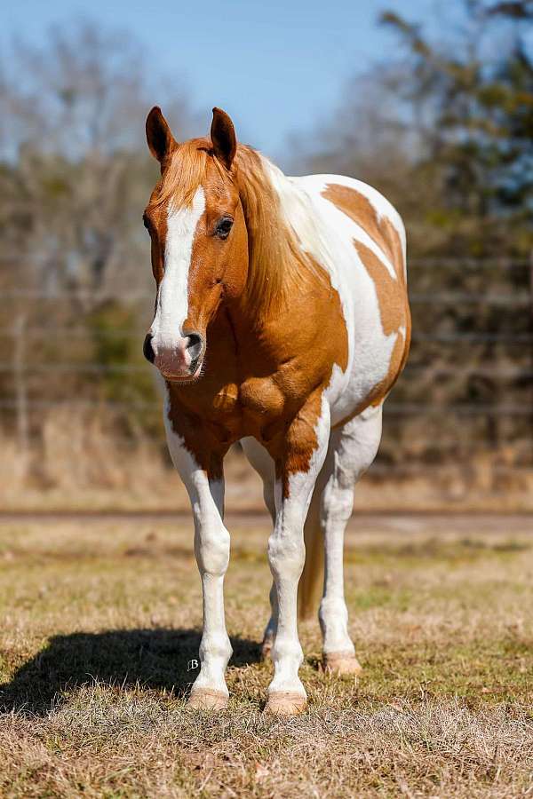 roping-paint-horse