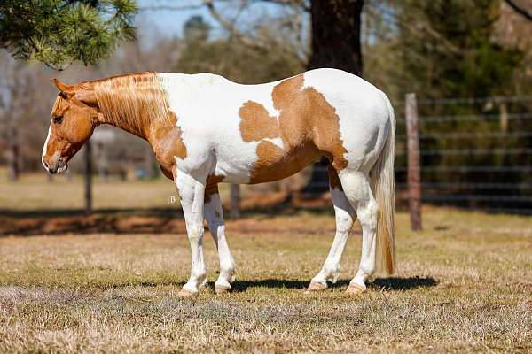 trail-paint-horse