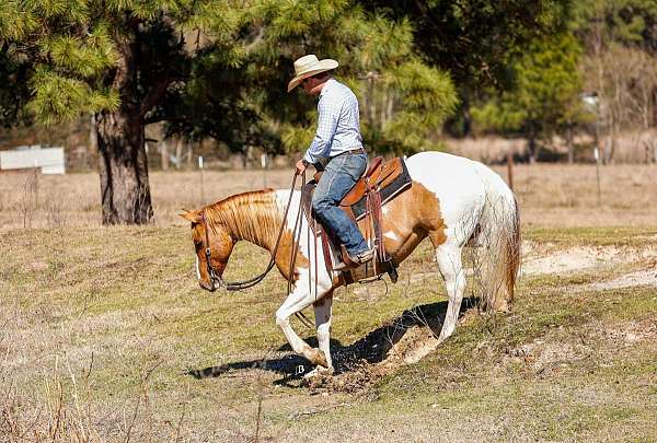 western-riding-paint-horse