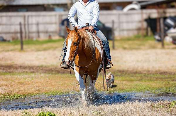 tobiano-paint-gelding