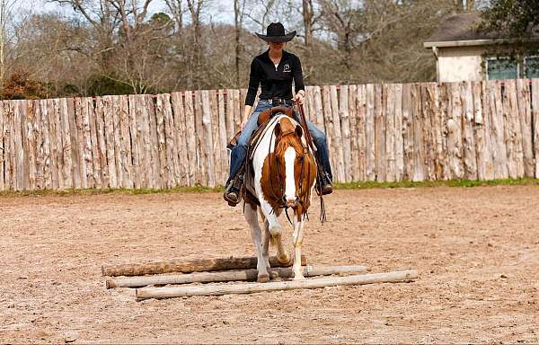 working-cattle-paint-horse