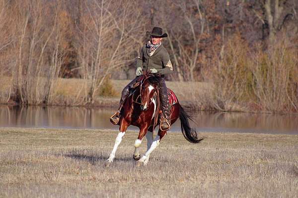 calf-roping-paint-horse