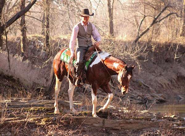 ridden-english-paint-horse