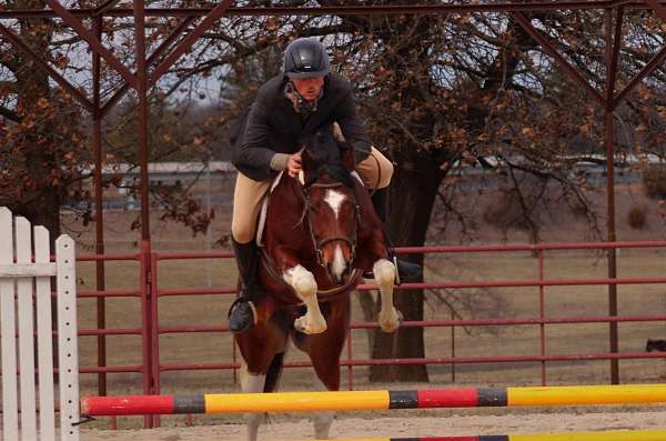 roping-paint-horse