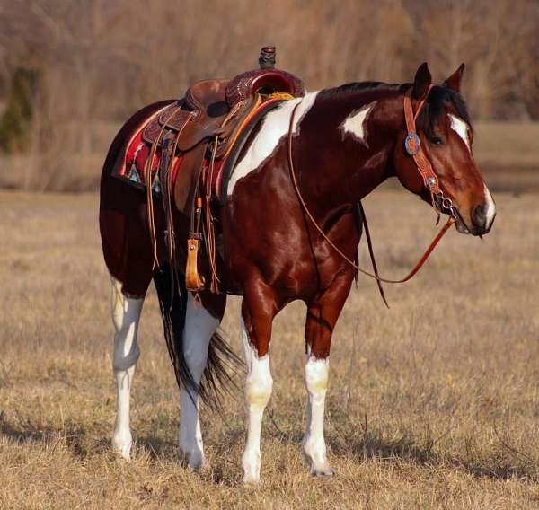 trail-riding-paint-horse