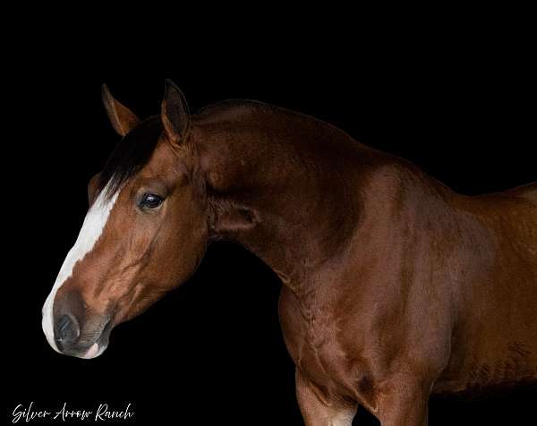 athletic-draft-horse