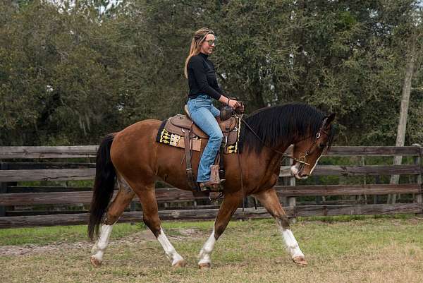 draft-horse