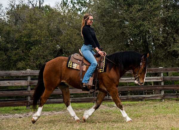 dressage-draft-horse