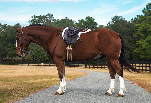 jumping-draft-horse