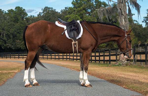 performance-draft-horse