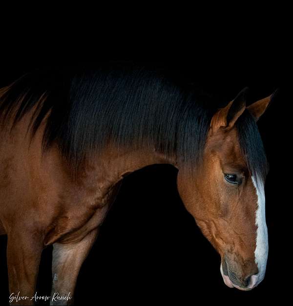 ranch-work-draft-horse