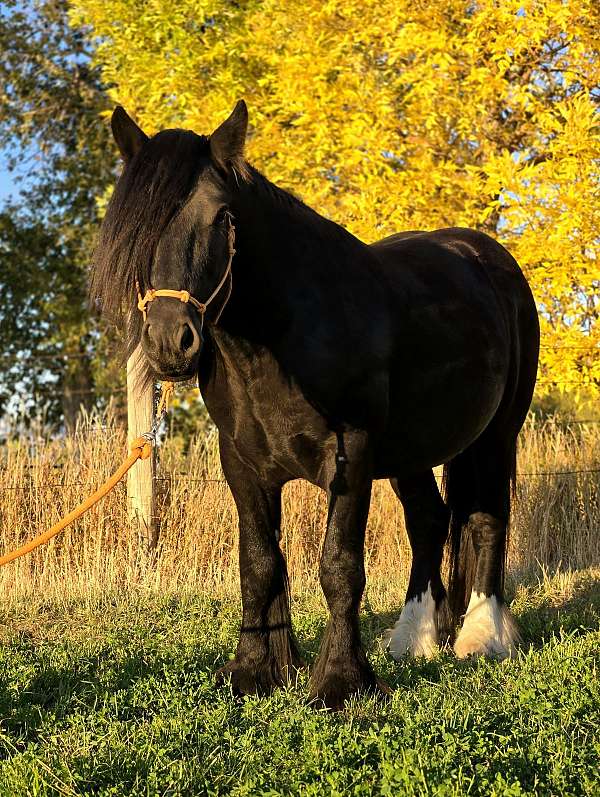 gypsy-vanner-horse-for-sale