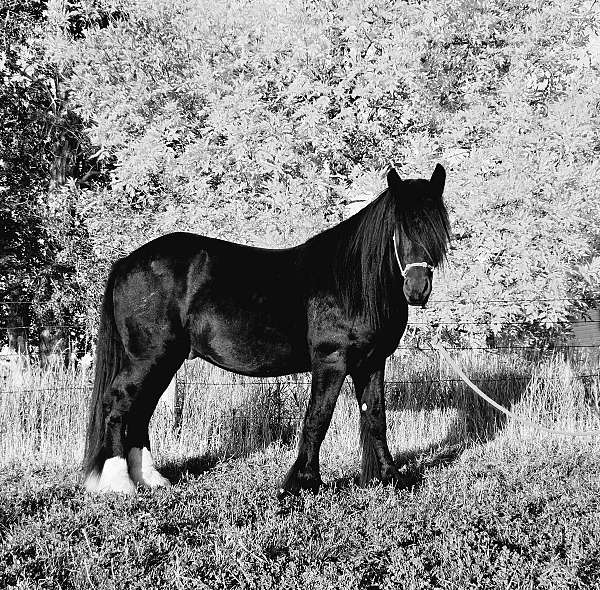 gypsy-vanner-horse