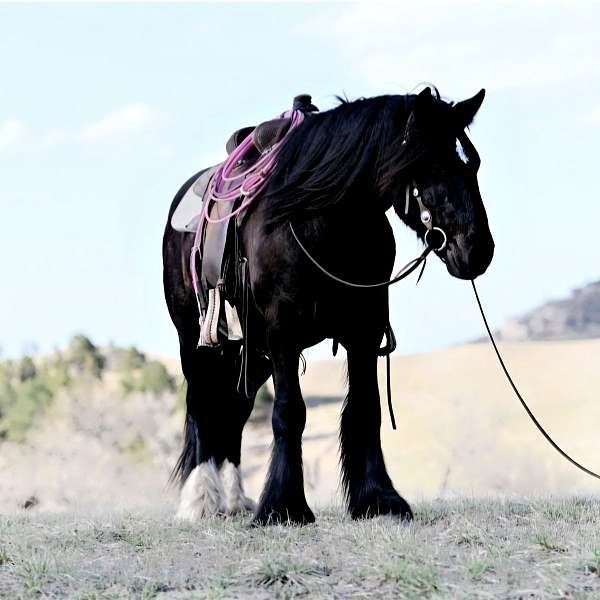 gypsy-vanner-stallion