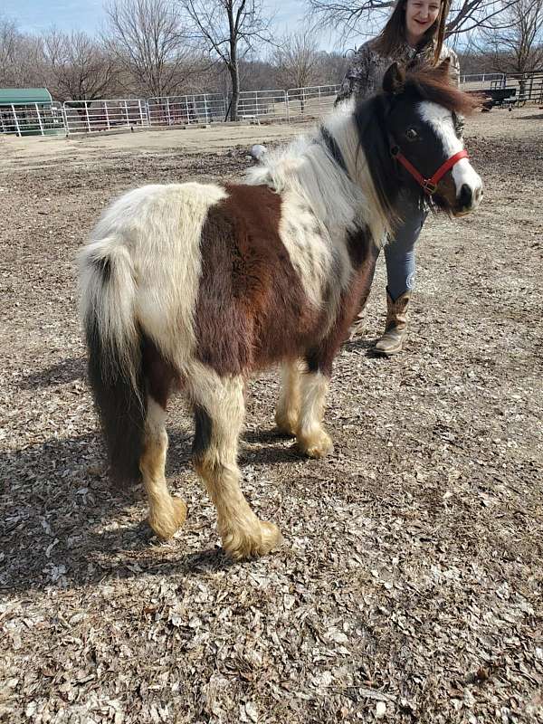 gypsy-vanner-filly