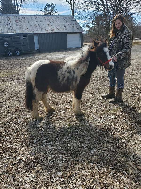 gypsy-vanner-horse-for-sale