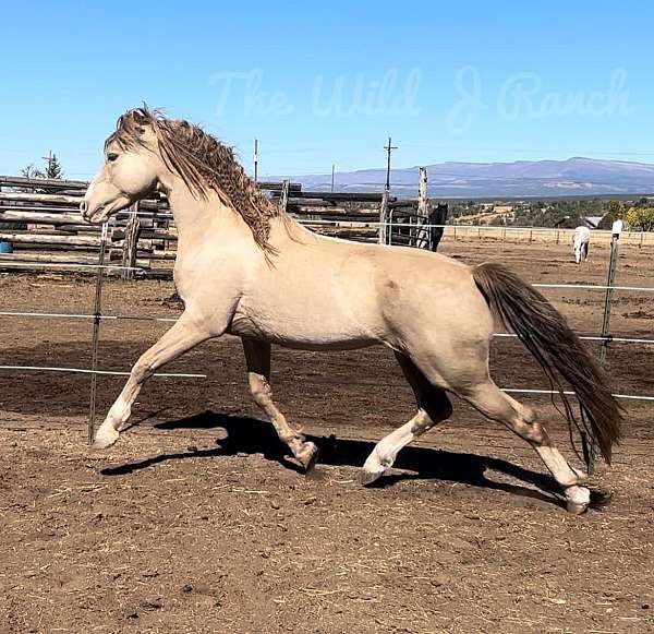 colorful-friesian-horse